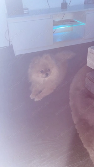 pomeranian weibchen 