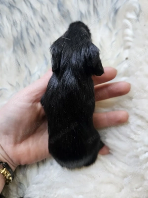 Meerschweinchen weiblich 