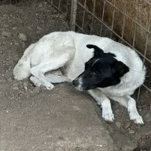 Harley I ca. 45 cm   braucht dringend Starthilfe Bild 4