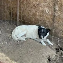 Harley I ca. 45 cm   braucht dringend Starthilfe Bild 3