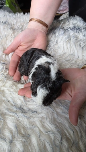 Meerschweinchen männlich 