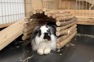 Kastrierter Herzensbrecher mit Köpfchen   kein Anfänger