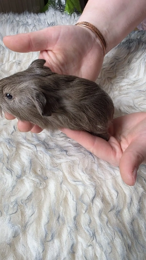 Meerschweinchen weiblich 