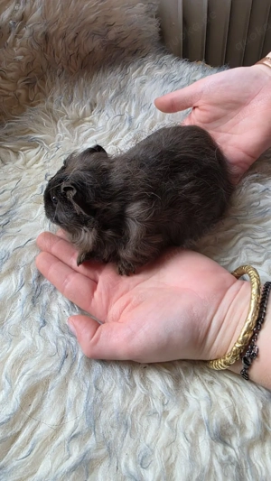 Meerschweinchen weiblich 