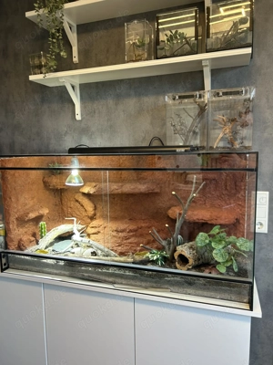 Individuelle Terrarium-Rückwände   funktional durchdacht und handgefertigt