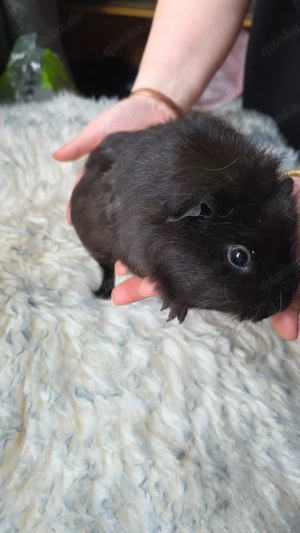 Meerschweinchen weiblich 