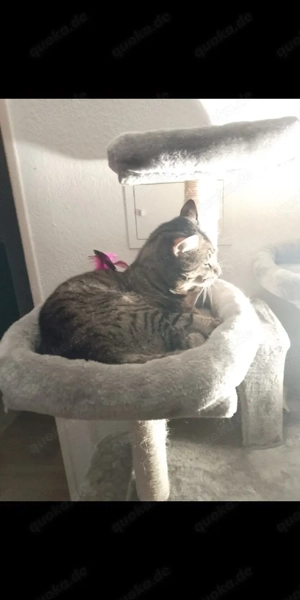 ich heiße Luca und suche ein schönes Zuhause