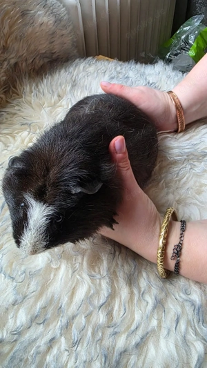 Meerschweinchen weiblich 