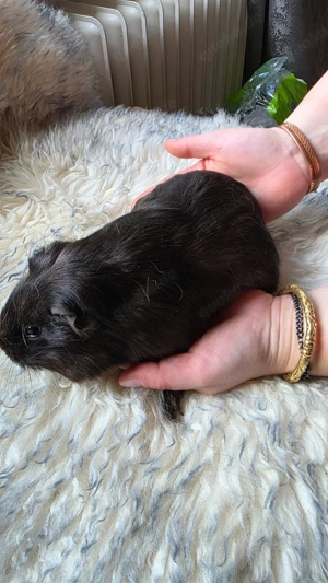 Meerschweinchen weiblich 