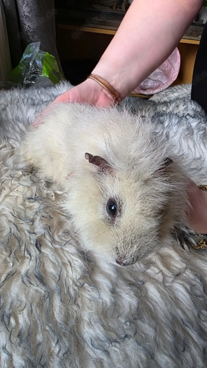 Meerschweinchen weiblich 