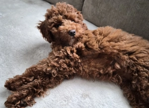 Zwegpudel in rot 4 Monate