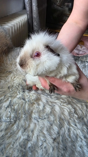 Meerschweinchen weiblich 