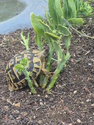 2 griechische Landschildkröten Nr.2 + Nr.22 