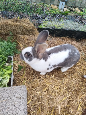 Kaninchen Deutscher Riese Schecken Mix 