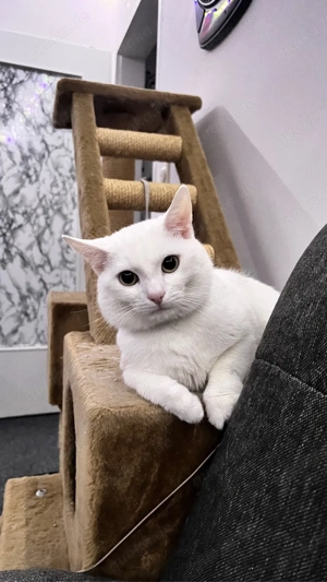    Leo, junger Kater sucht ein neues Zuhause