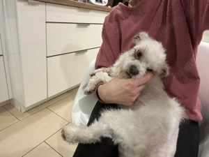 Lieber Malteser-Mix Rüde 