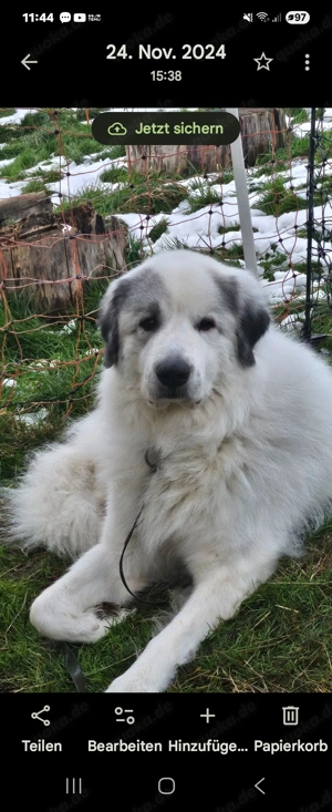 Pyrenäenberghund reinrassig 