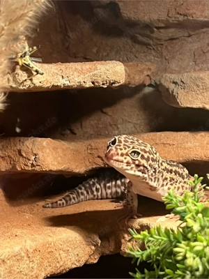 Leopardgecko Giant Männchen 1.0