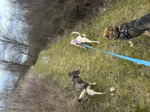 Stafford-Mix sucht erfahrene Hände Bild 2