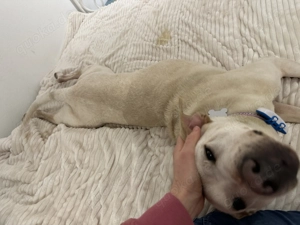 Stafford-Mix sucht erfahrene Hände Bild 3