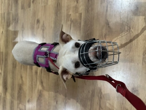 Stafford-Mix sucht erfahrene Hände Bild 4