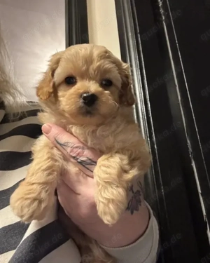 Bezaubernde Maltipoo-Welpen