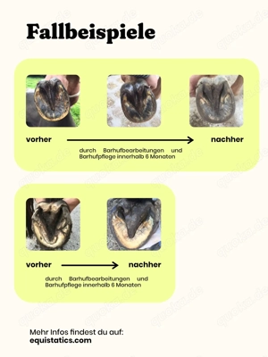 Barhufbearbeitung Pferde, Regulation und Futter