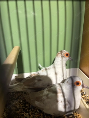 jap Mövchen und Diamanttauben