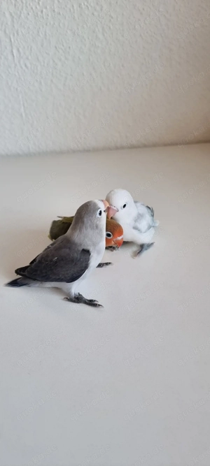 pfirsichköpfchen handzahm 