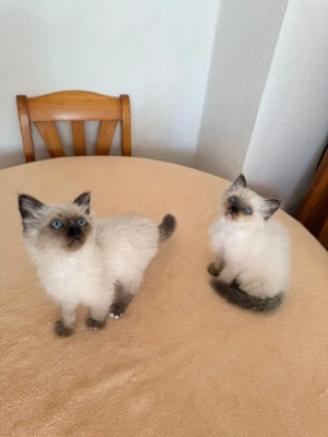 Reinrassige Heilige Birma Kater  Ab 27. 2 umzugsbereit