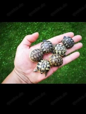 griechische Landschildkröten weiblich 