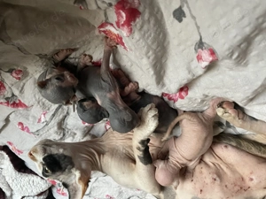 Sphynx-kitten