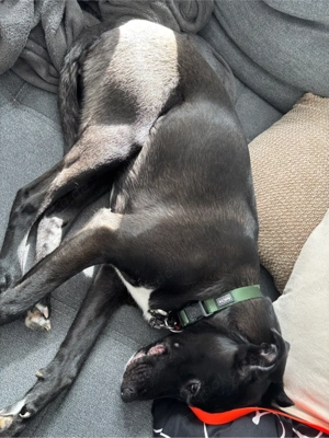 Mischlingshündin, freundlich und etwas schüchtern