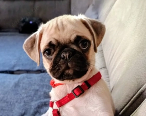 Süßer Mops-Welpe   geimpft & gechippt  sofort abgabebereit   