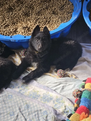 Reinrassige Groenendael Welpen 