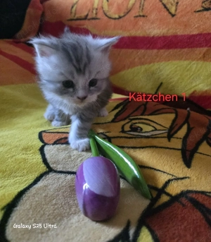 Maine Coon Knirpse Blue Line 