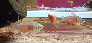 Roter von Rio *Extrarot* (Hyphessobrycon flammeus), Feuersalmler