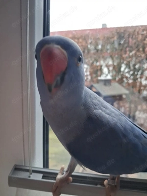 Pärchen halsbandsittiche abzugeben 