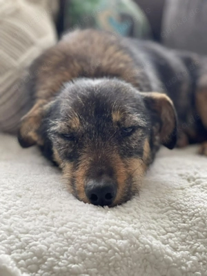 TILLY - schüchternes Hundemädchen (wartet in Rumänien)  - image 3