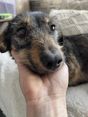 TILLY - schüchternes Hundemädchen (wartet in Rumänien)  - image 2