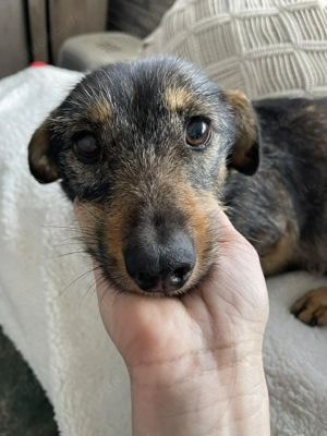 TILLY - schüchternes Hundemädchen (wartet in Rumänien) 