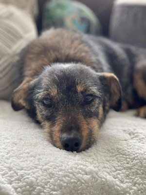 TILLY - schüchternes Hundemädchen (wartet in Rumänien) 