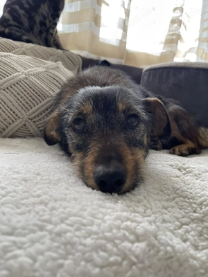 TILLY - schüchternes Hundemädchen (wartet in Rumänien)  - image 5