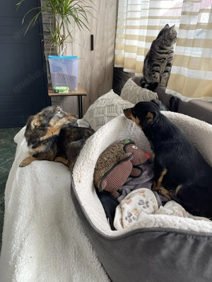 TILLY - schüchternes Hundemädchen (wartet in Rumänien)  - image 8