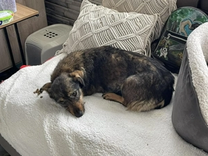 TILLY - schüchternes Hundemädchen (wartet in Rumänien)  - image 6