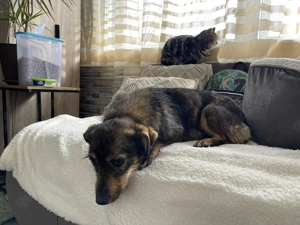TILLY - schüchternes Hundemädchen (wartet in Rumänien)  - image 7