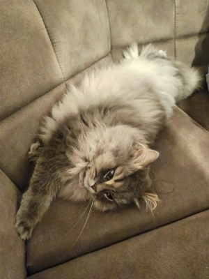 BKH BLH Kater und Katze 