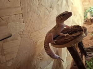 Leoparden Gecko 