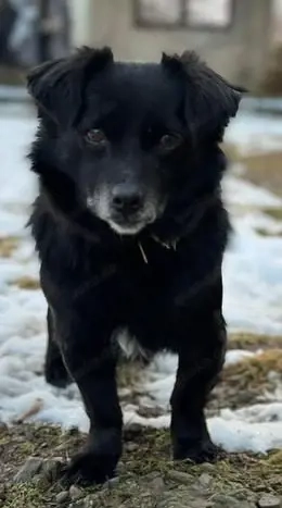 Süßer Mini-Oscar stahl hungrig ein Ei - und kam dafür an die Kette