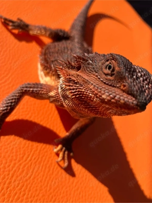 Wunderschöne Bartagame (Pogona vitticeps) Weibchen   Red Monster het. Hypo